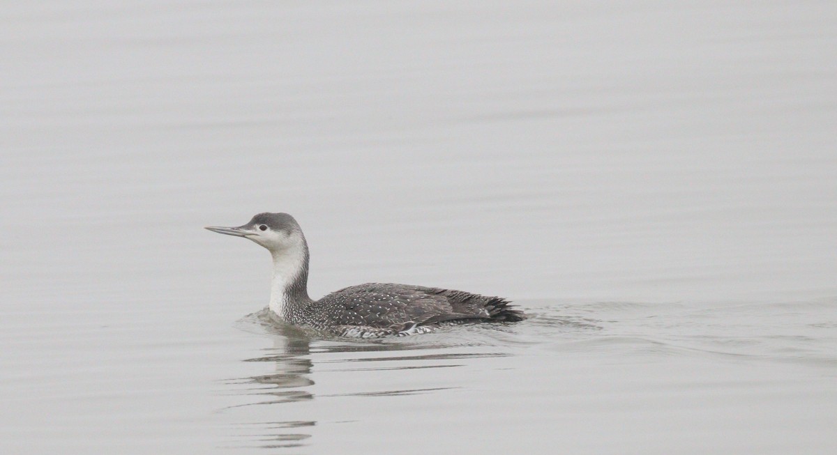 Red-throated Loon - ML312234341
