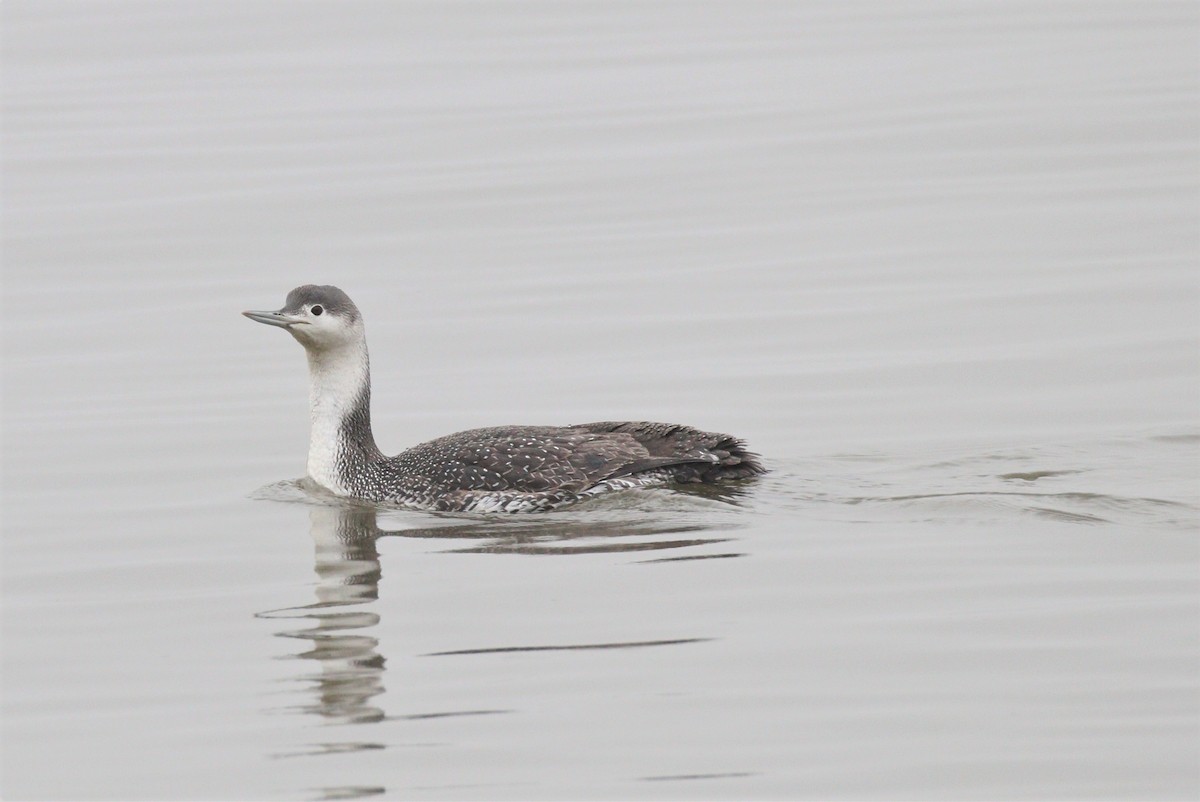 Red-throated Loon - ML312234361