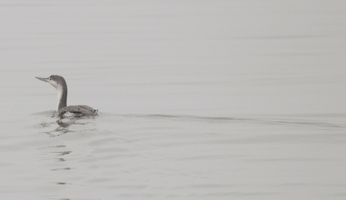 Red-throated Loon - ML312234371