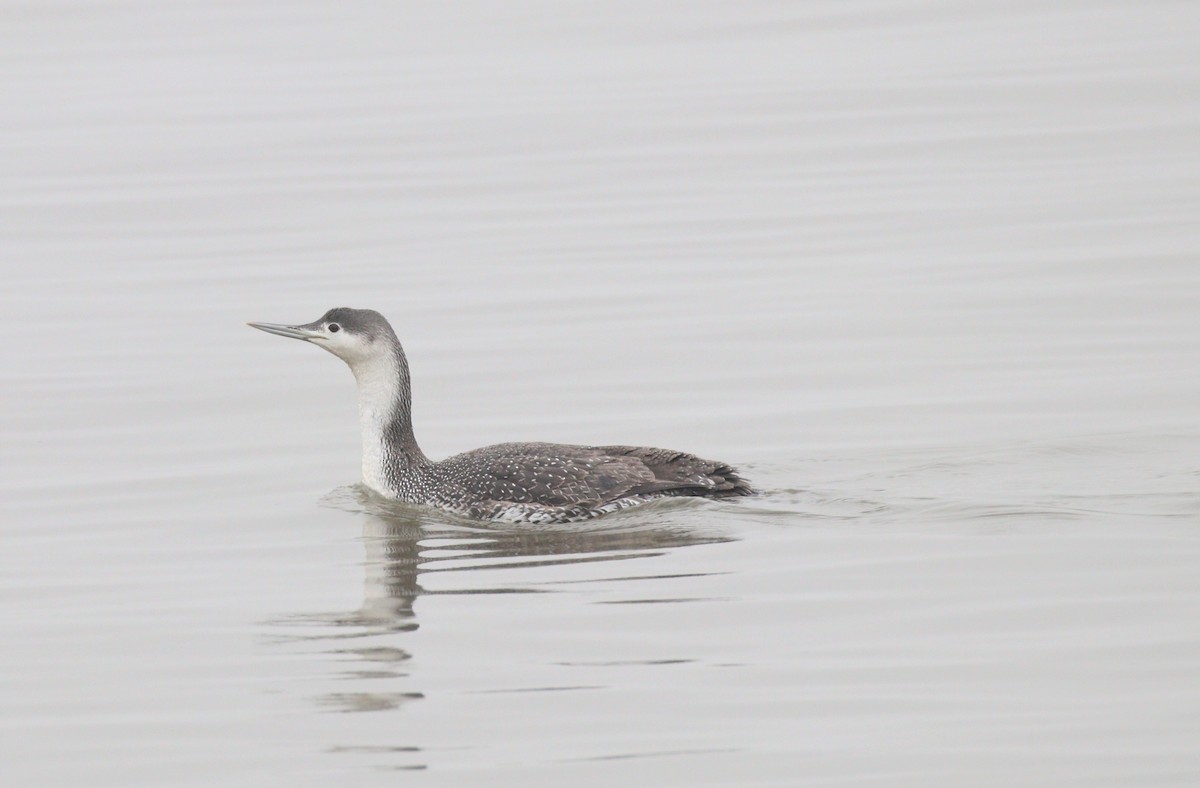 Red-throated Loon - ML312234381