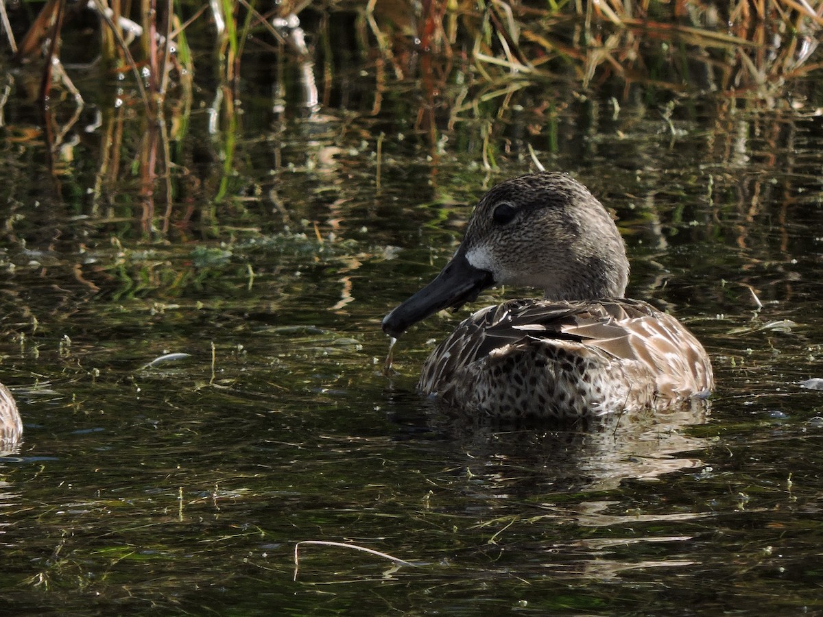 Blue-winged Teal - ML31223751