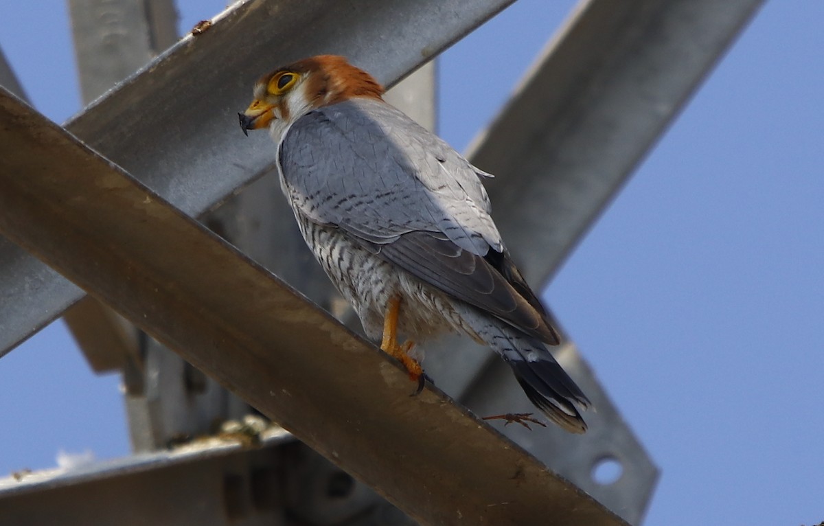 Red-necked Falcon - ML312238261