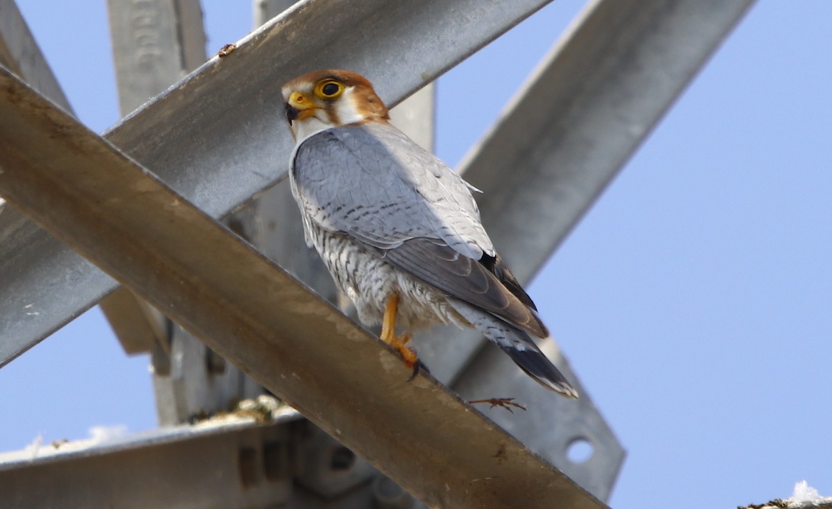 Red-necked Falcon - ML312238601