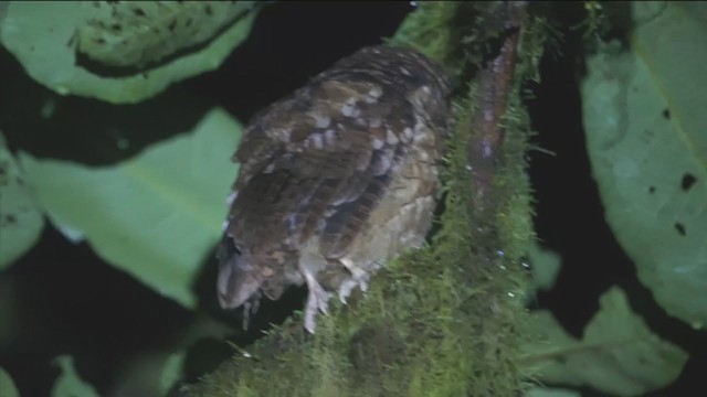 Rufescent Screech-Owl (Colombian) - ML312241621
