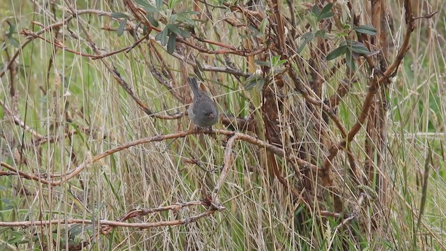 Plain-colored Seedeater - ML312246001