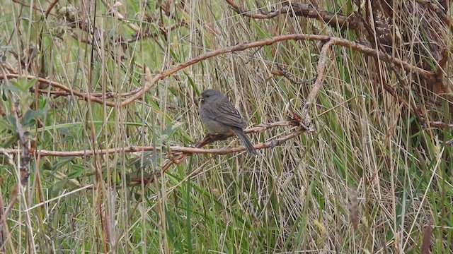 Plain-colored Seedeater - ML312246011