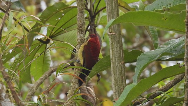 Crimson-mantled Woodpecker - ML312247431