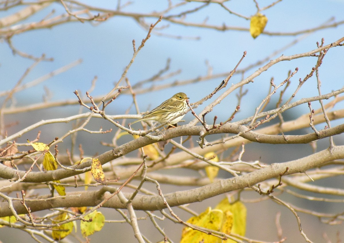 Meadow Pipit - ML312247811