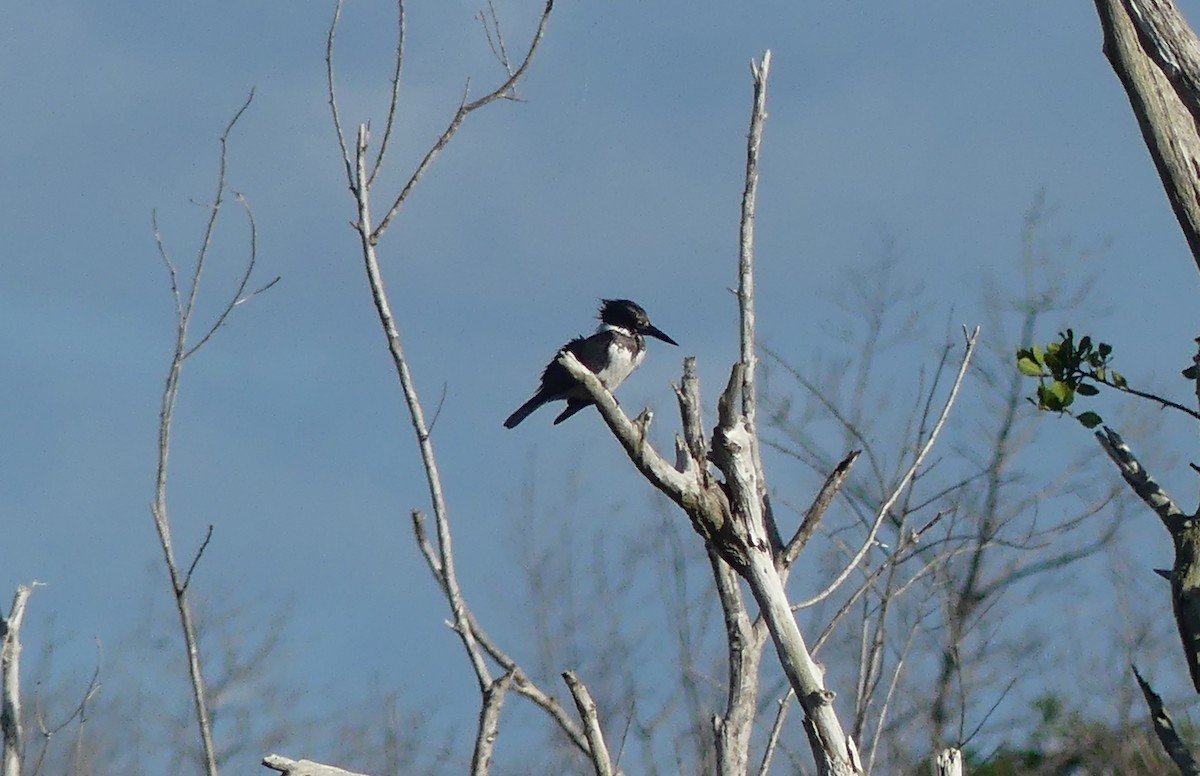 Belted Kingfisher - ML312250381