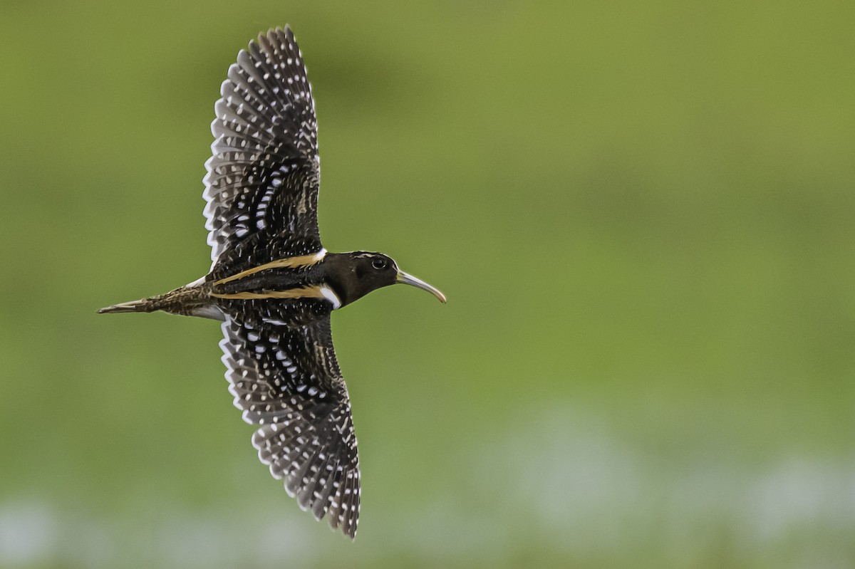 South American Painted-Snipe - Amed Hernández
