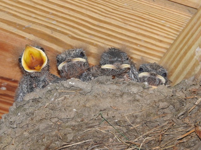Barn Swallows undergoing Prejuvenile Molt (14 July). - Barn Swallow - 