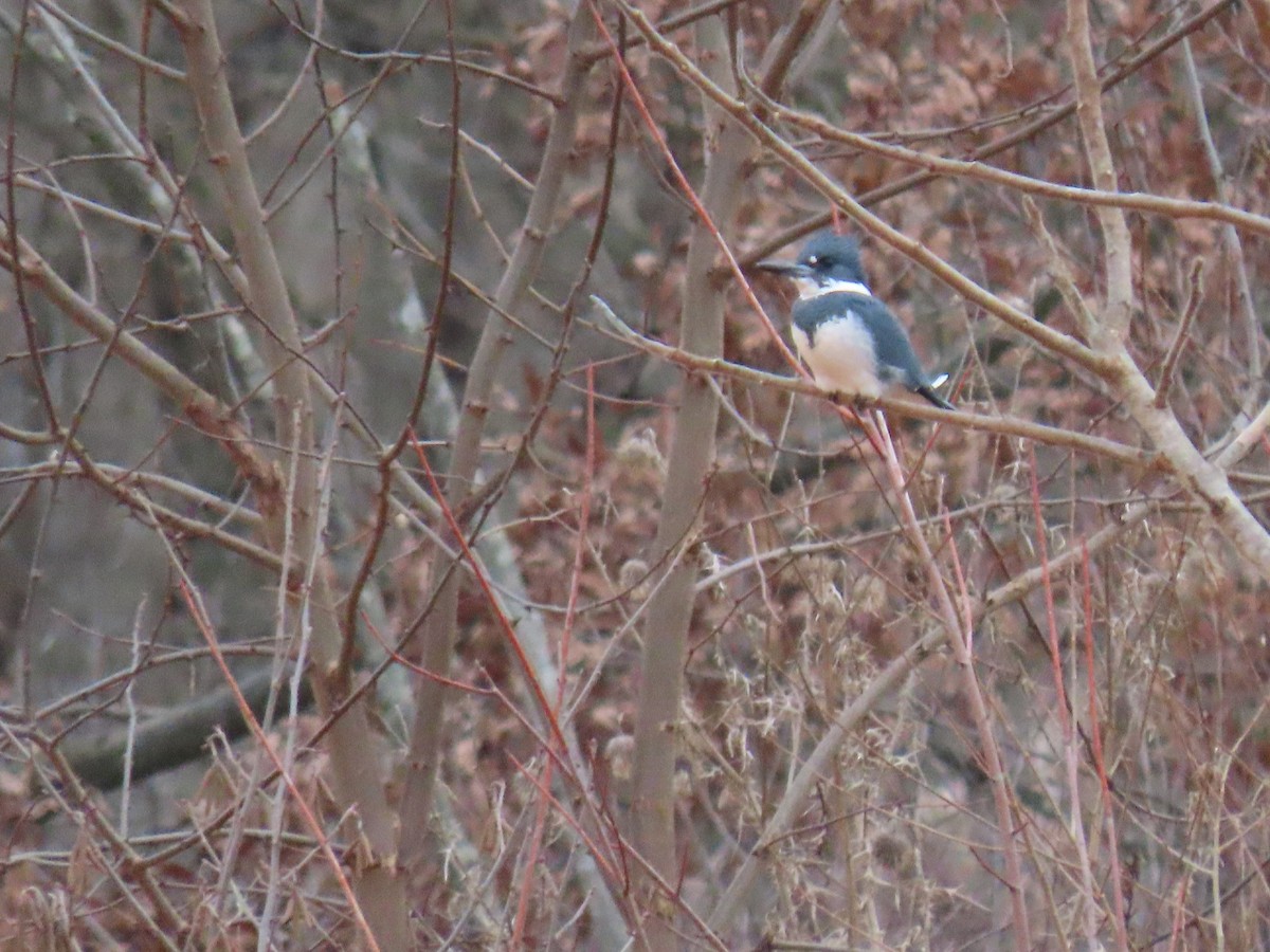 Belted Kingfisher - ML312267261