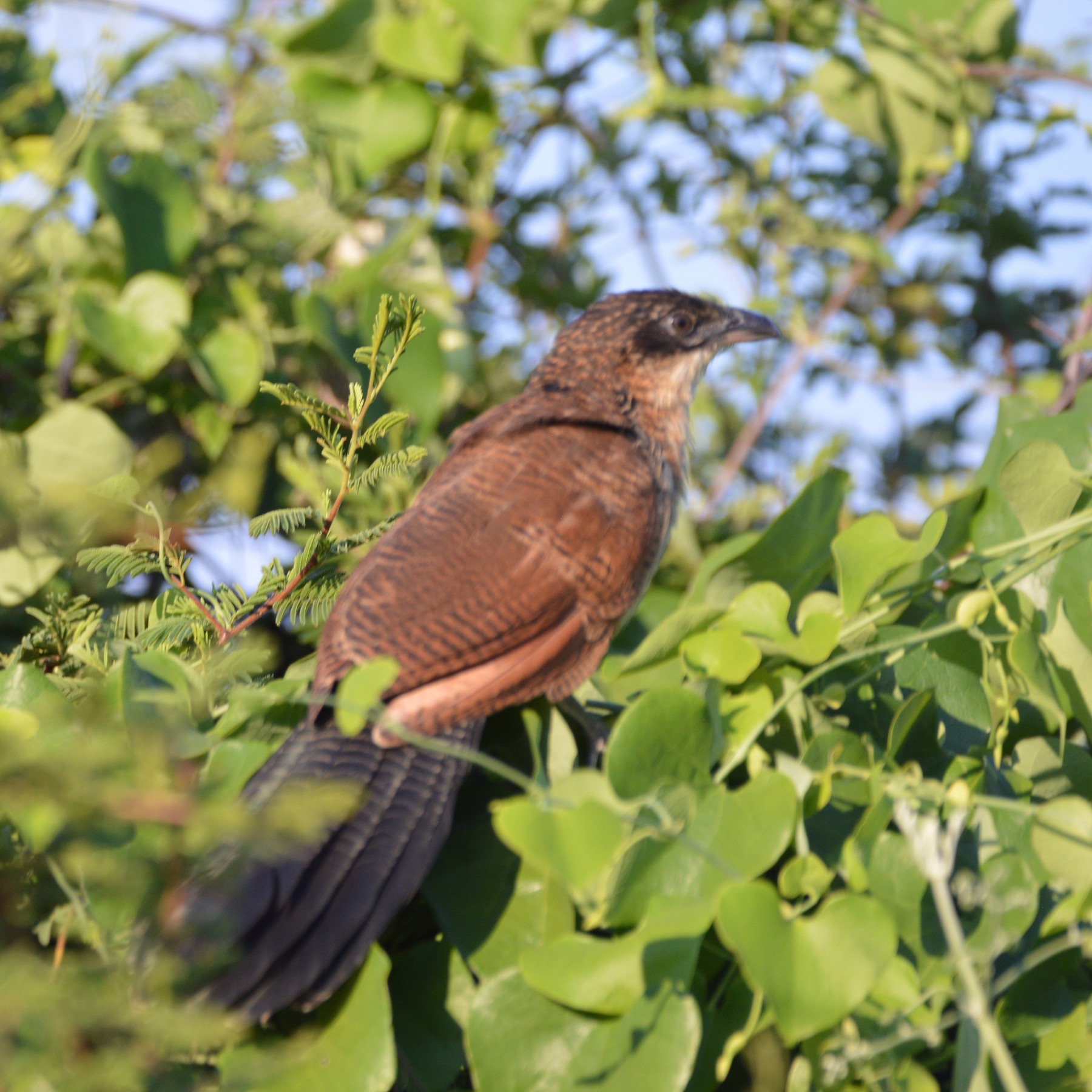 coucal sp. - eBird