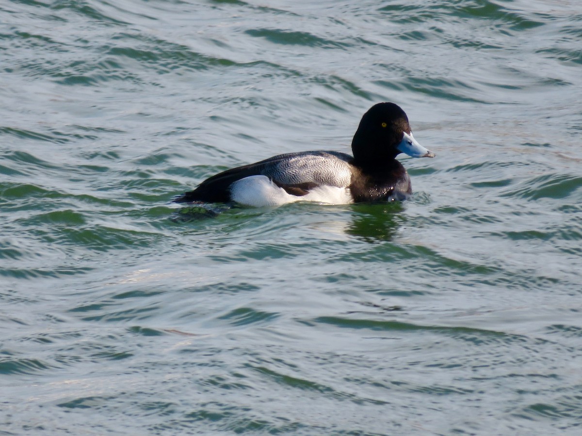 Greater Scaup - ML312274411