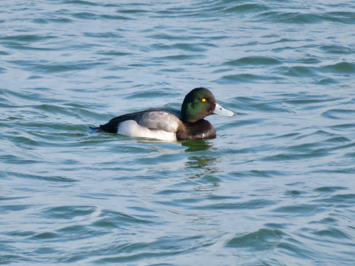Greater Scaup - ML312274431