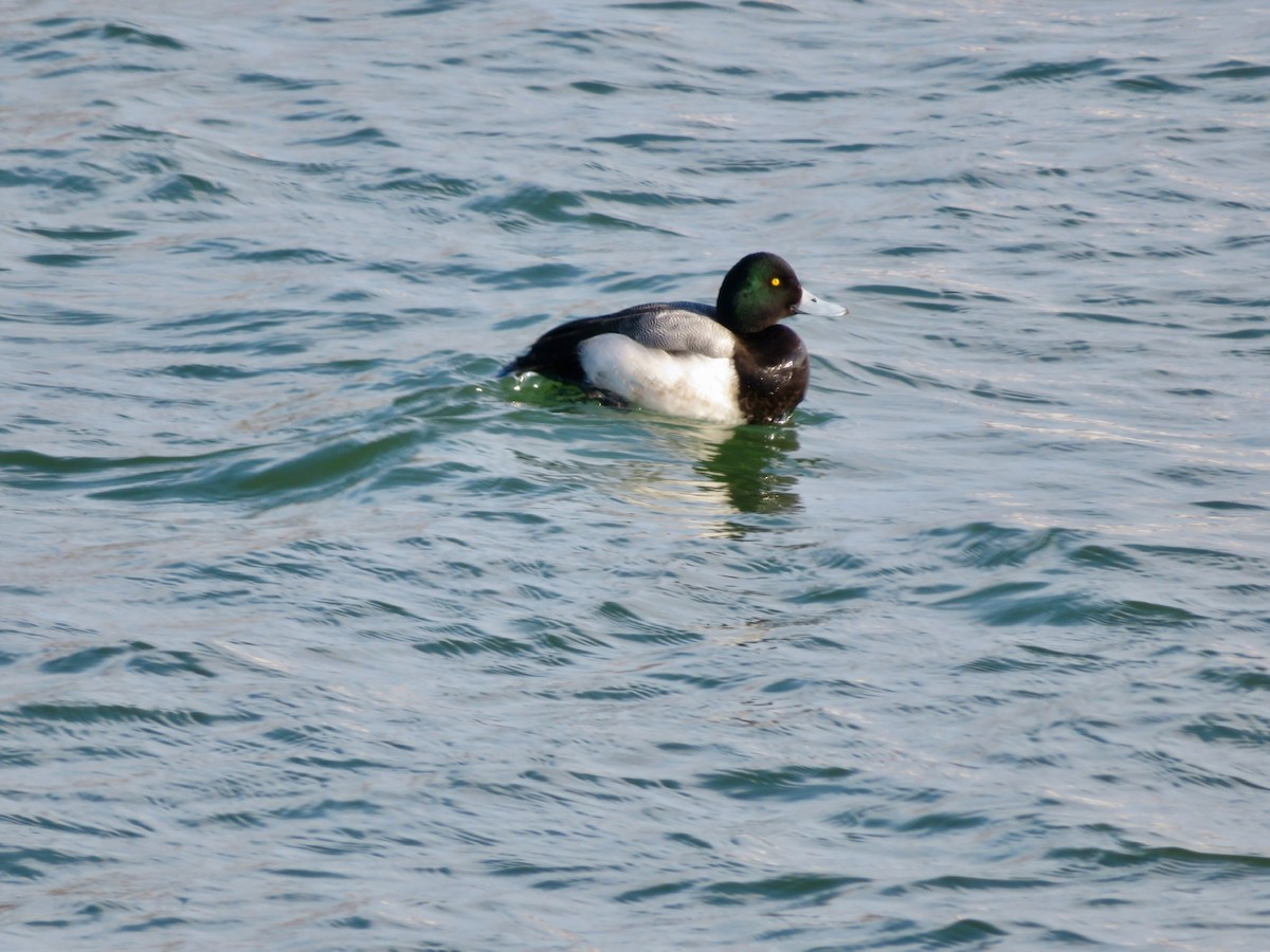 Greater Scaup - ML312274441