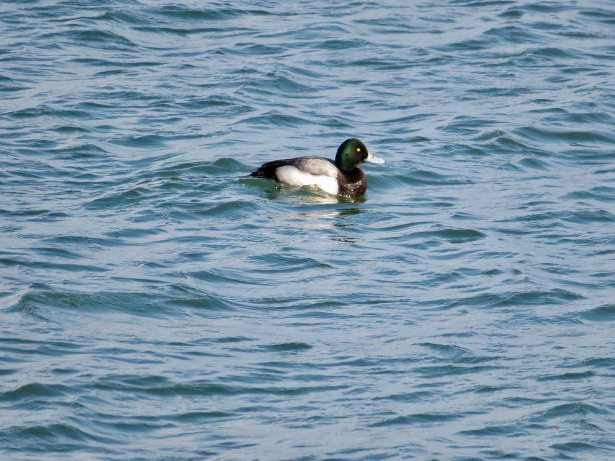 Greater Scaup - ML312274451