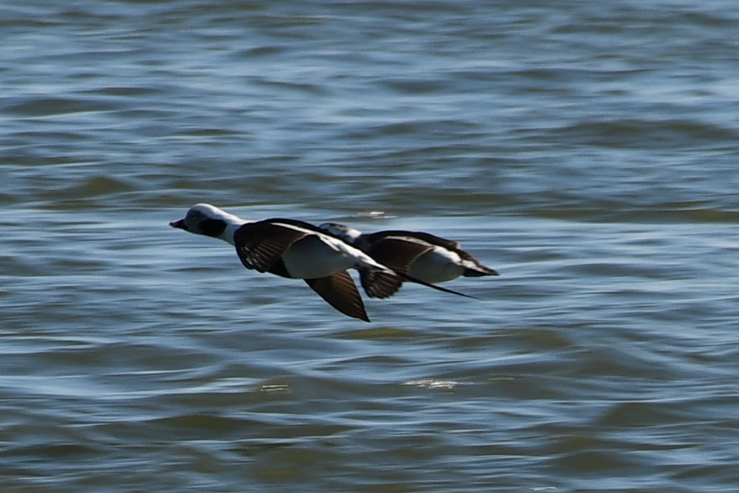 Long-tailed Duck - ML312275171