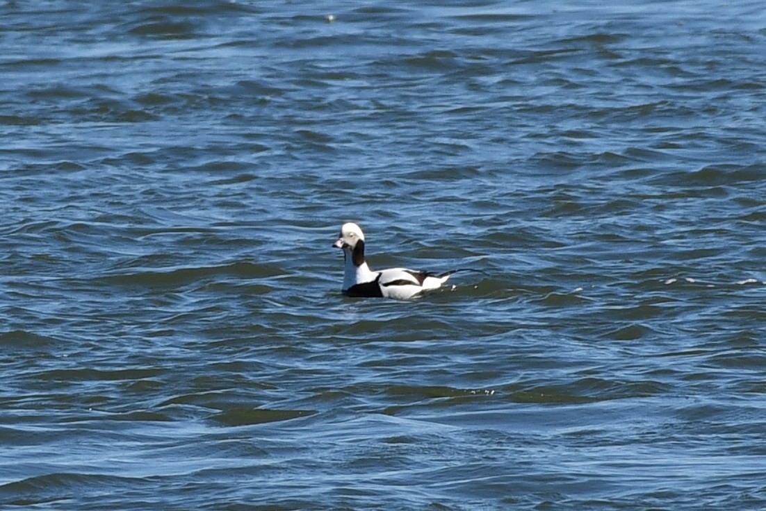Long-tailed Duck - ML312275181