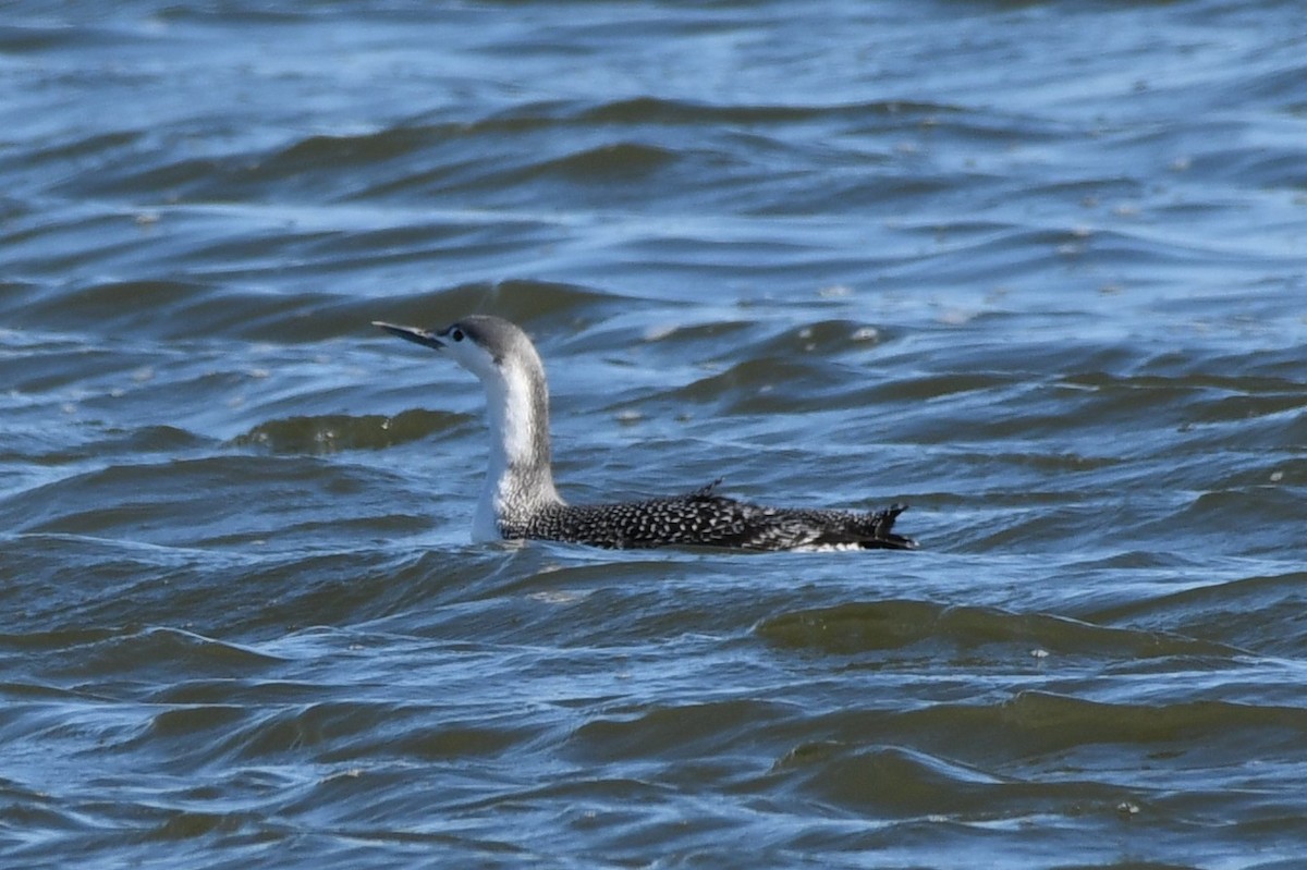 Red-throated Loon - ML312275391