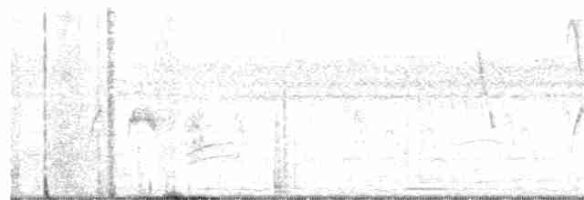 Weißbauch-Dickichtschlüpfer - ML312276241