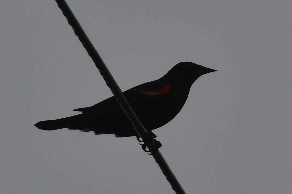 Red-winged Blackbird - ML312276851
