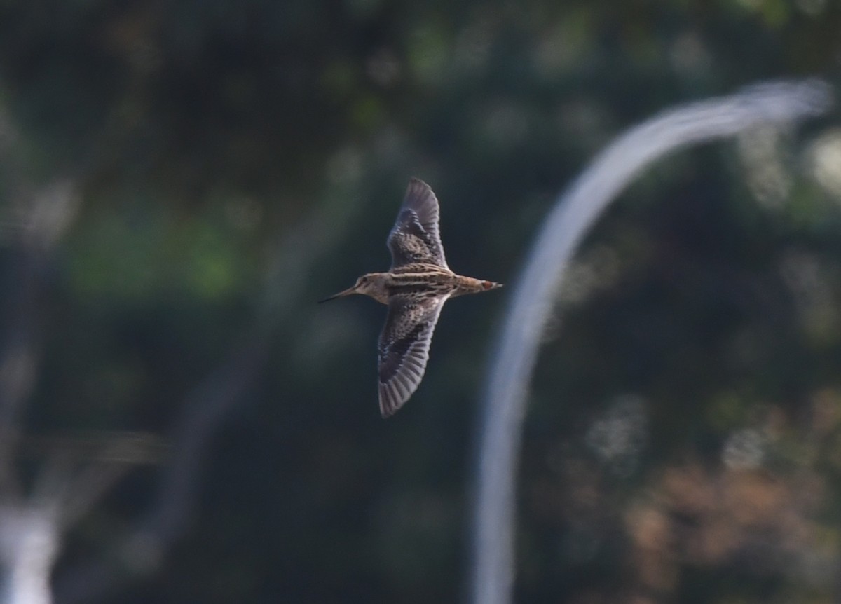 Common Snipe - norman wu