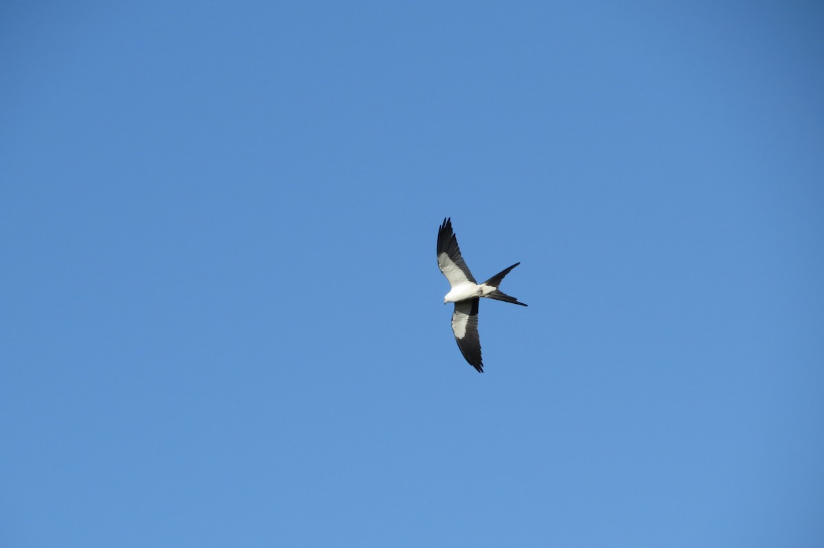 Swallow-tailed Kite - ML312281921