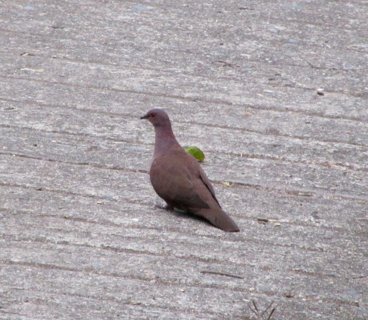 Ruddy Pigeon - Liz del Valle Pernía