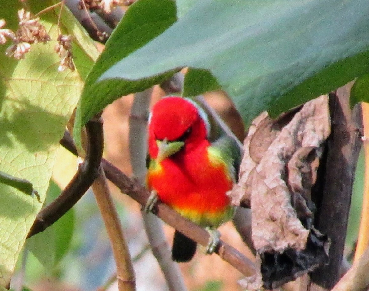 Red-headed Barbet - Liz del Valle Pernía