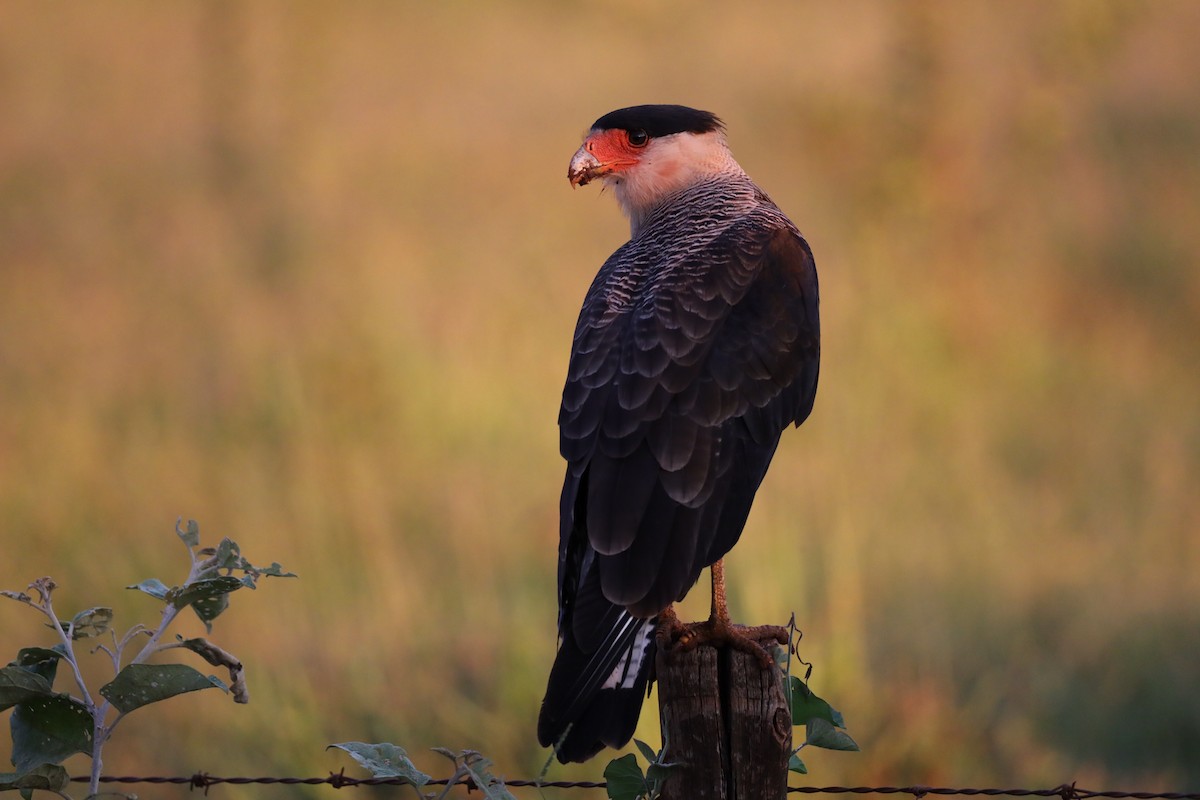 Crested Caracara (Southern) - ML312284151