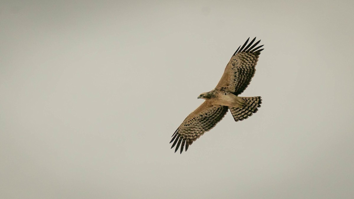 Ayres's Hawk-Eagle - Michael Riffel