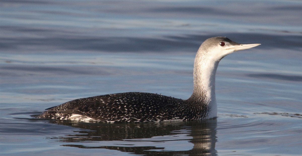 Red-throated Loon - ML312291371