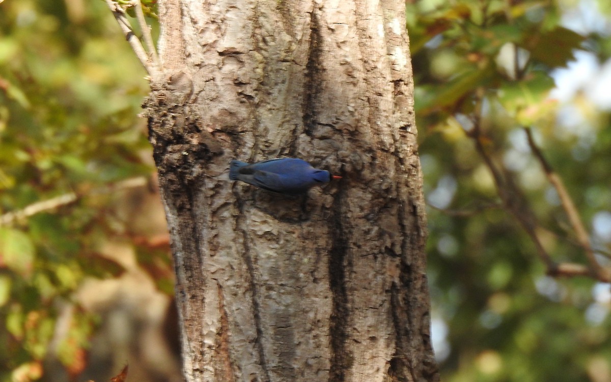 Velvet-fronted Nuthatch - ML312292831