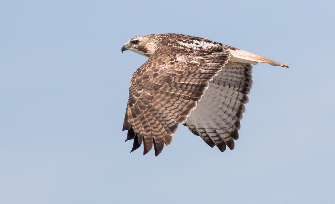 Red-tailed Hawk (Krider's) - Jay Gilliam