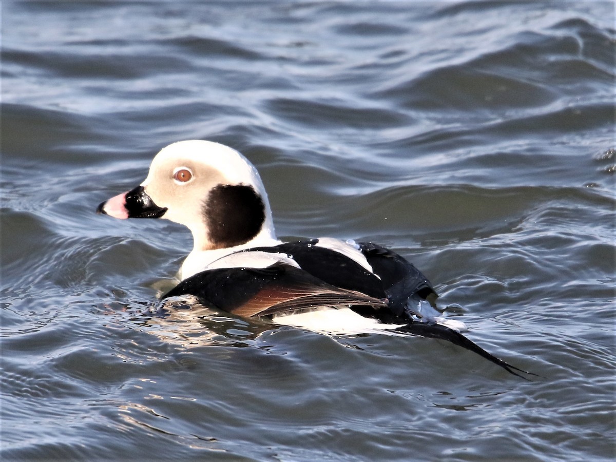Long-tailed Duck - ML312293241