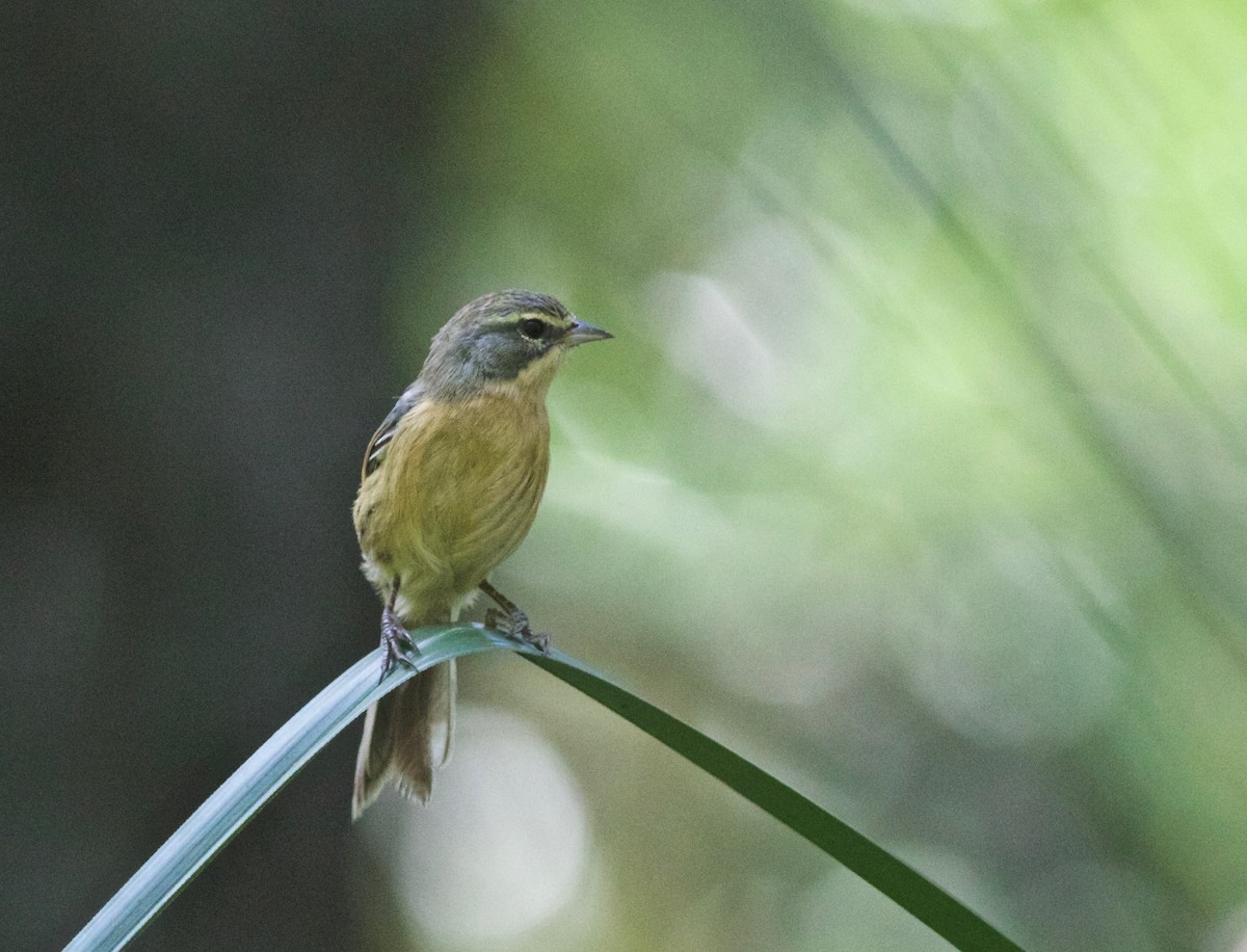 Long-tailed Reed Finch - Matias Torreguitar