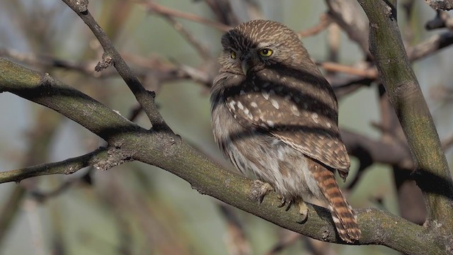 Ferruginous Pygmy-Owl - ML312297681