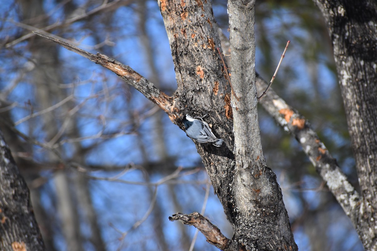 White-breasted Nuthatch - Ethan Ring