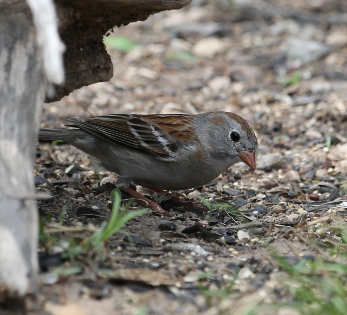 Field Sparrow - Dennis Cooke