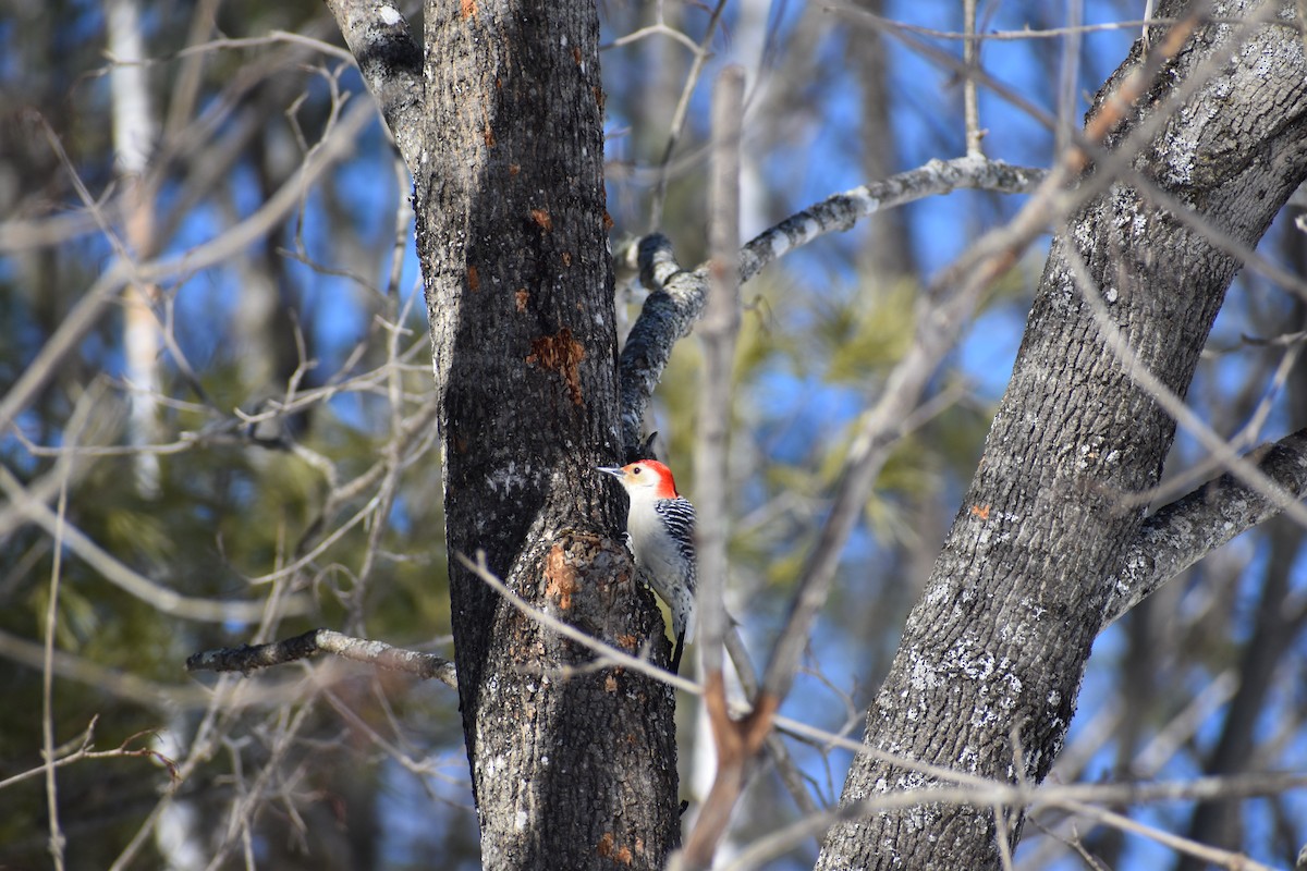 Red-bellied Woodpecker - Ethan Ring