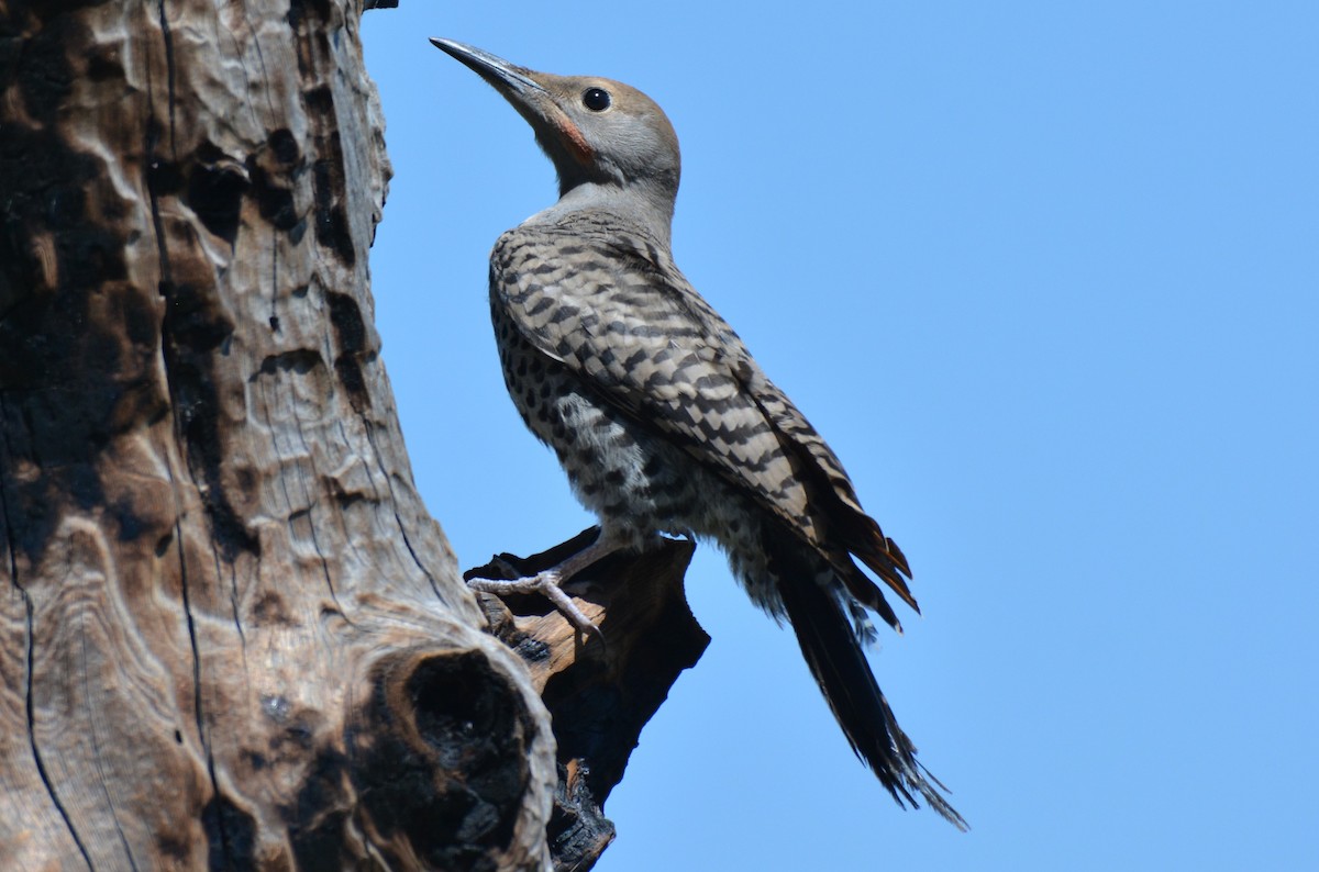 Northern Flicker (Red-shafted) - ML31231301