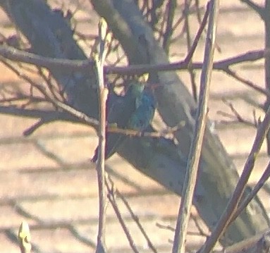 Broad-billed Hummingbird - ML312316001