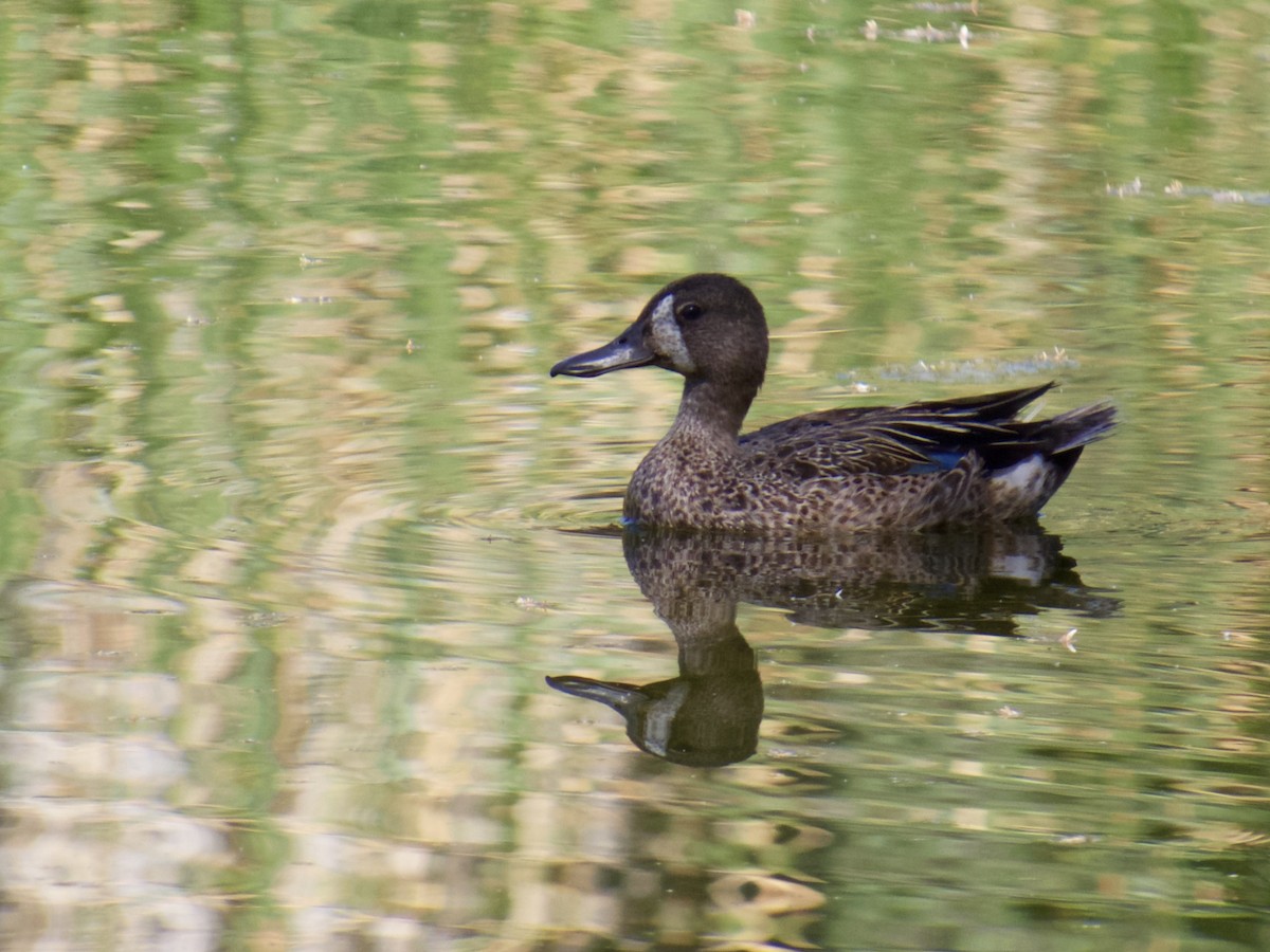 Blue-winged Teal - Babs Buck