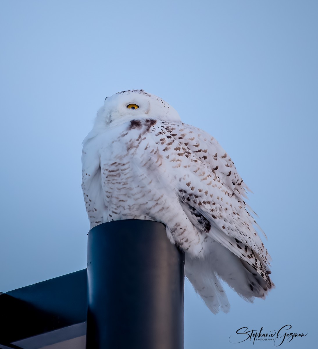 Snowy Owl - ML312324711