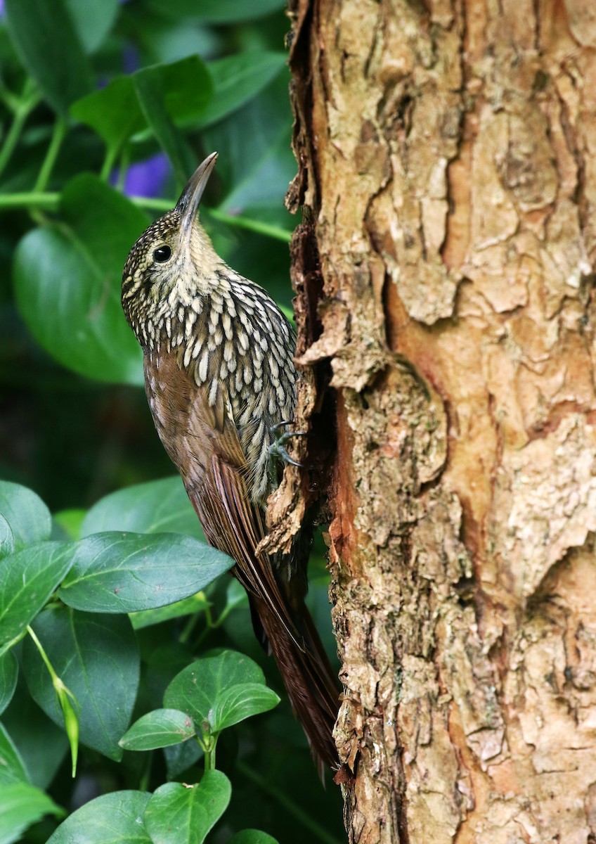 Spot-crowned Woodcreeper - Andrew Spencer