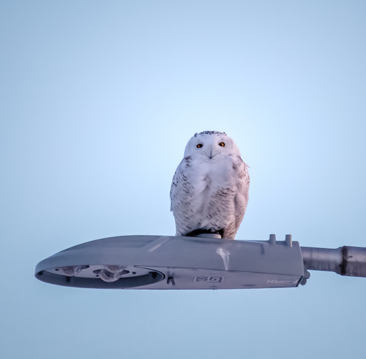 Snowy Owl - ML312325811