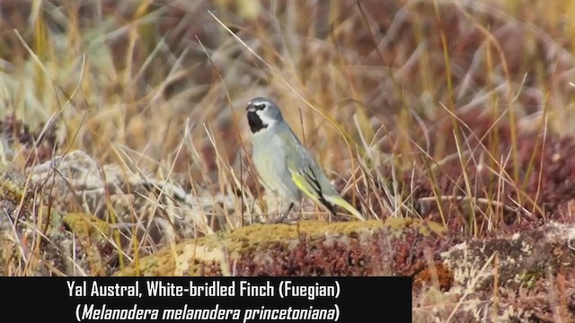 White-bridled Finch (Fuegian) - ML312338741