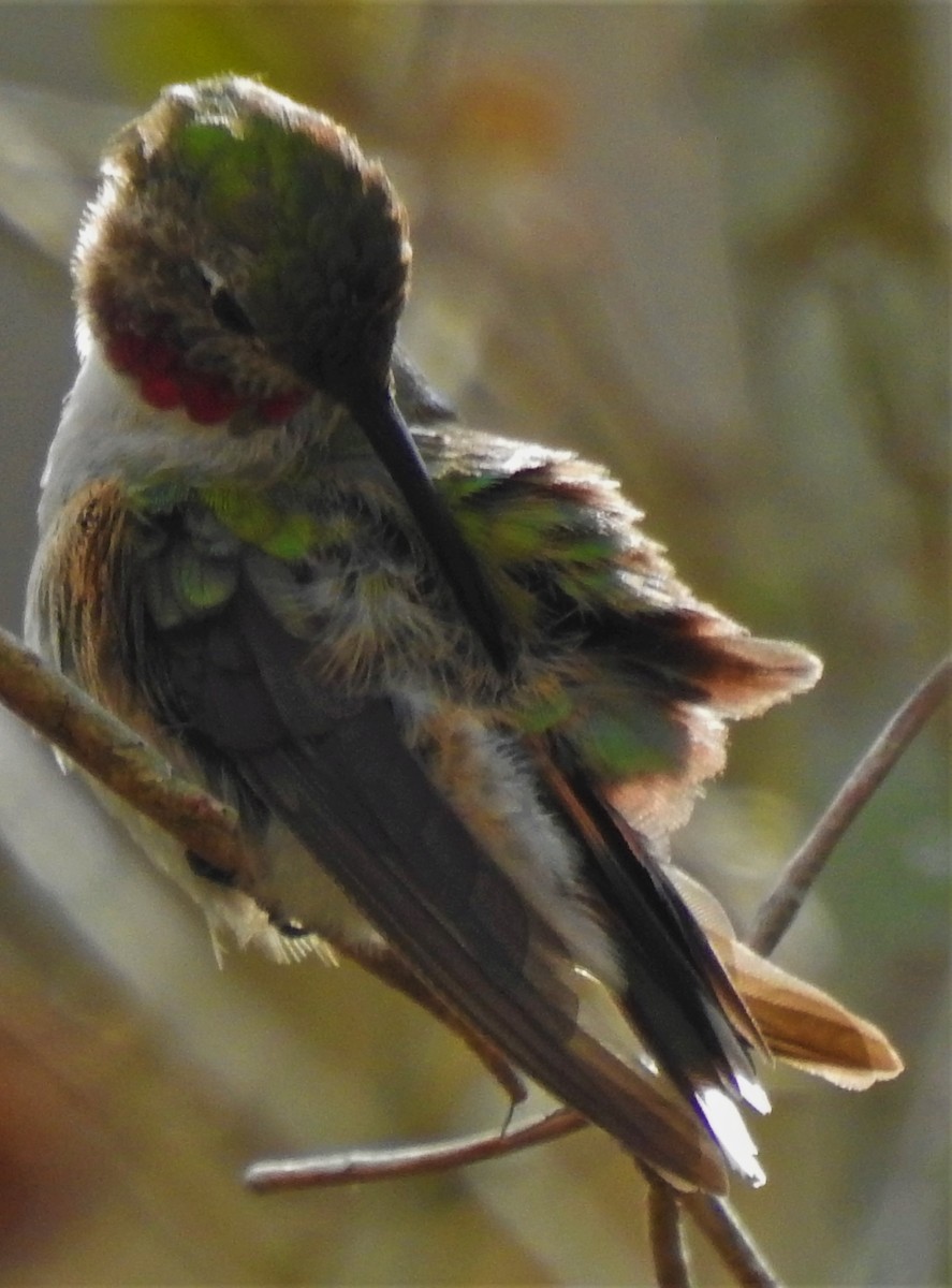 Broad-tailed Hummingbird - ML312340971
