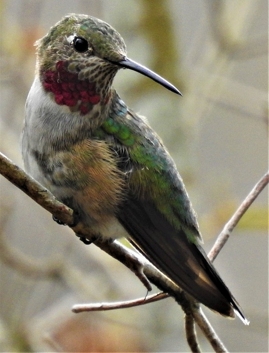 Broad-tailed Hummingbird - ML312341011
